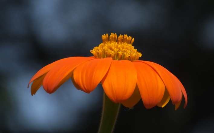 цветок макро оранжевый flower macro orange