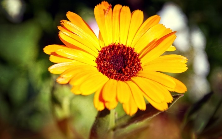 Желтая ромашка фото цветок