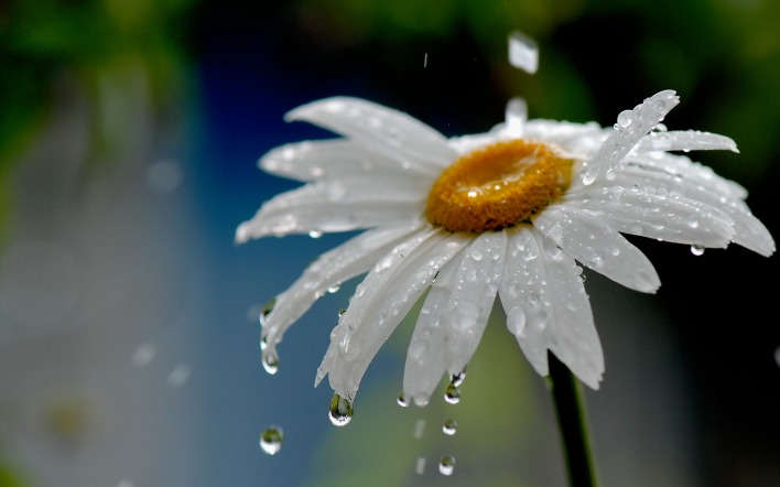 природа цветы ромашка белый вода капли