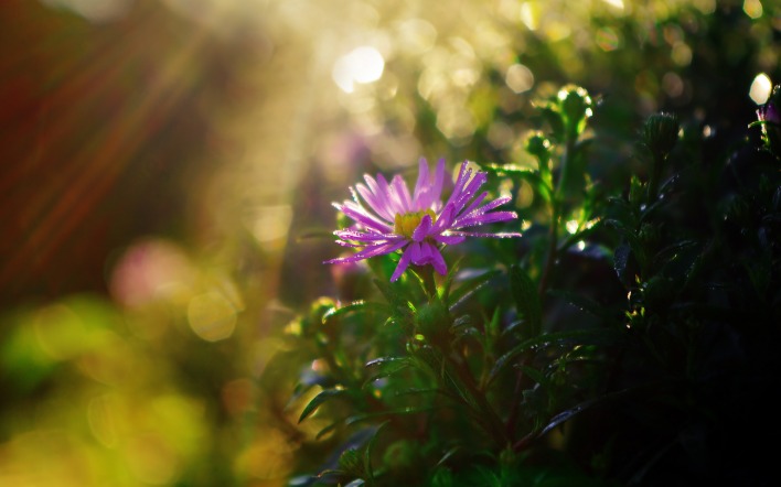 цветок солнце природа