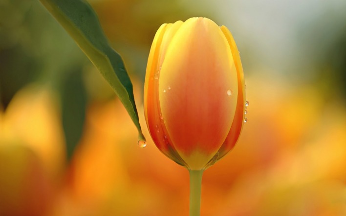 тюльпан цветок макро