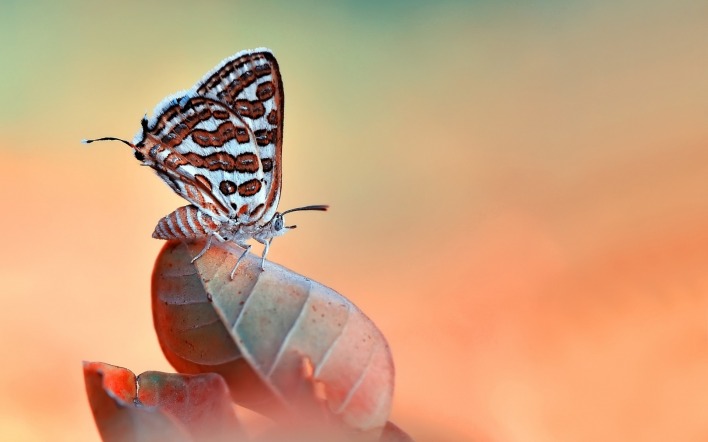 бабочка лист фон