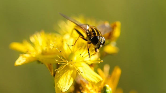 цветок пчела макро