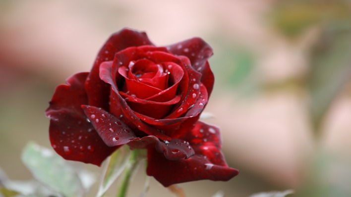 роза капли макро бордовая