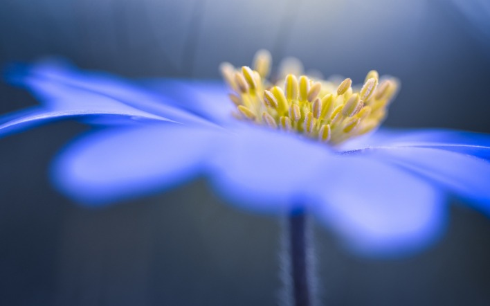 Цветок синий макро лепестки