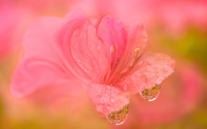 цветок розовый капли макро
