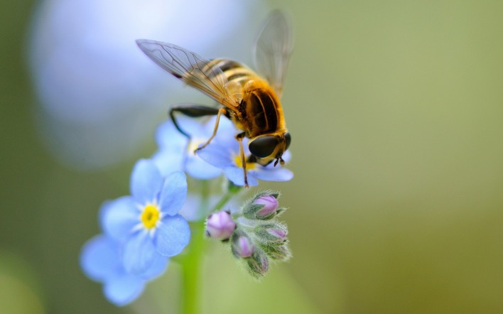 пчела цветок опыление