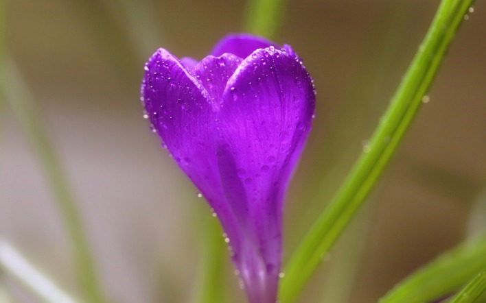 цветок фиолетовый макро капли