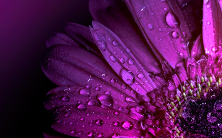 лепестки капли цветок фиолетовый