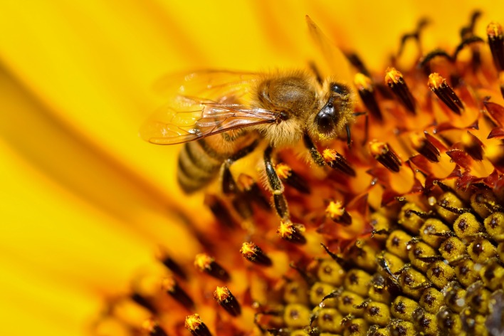 пчела цветок подсолнух макро желтый