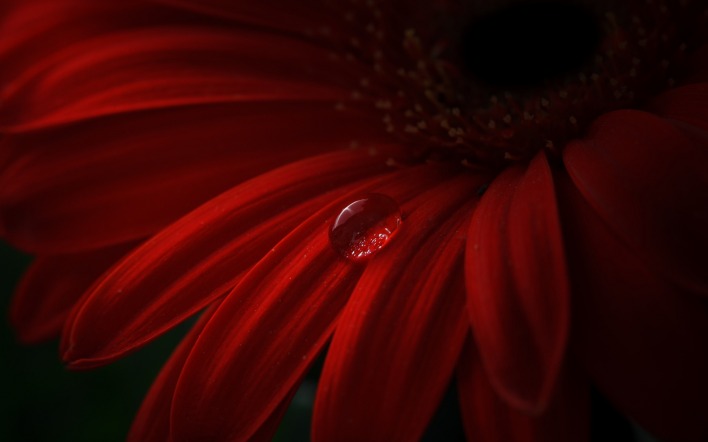 капля макро цветок красный бордовый