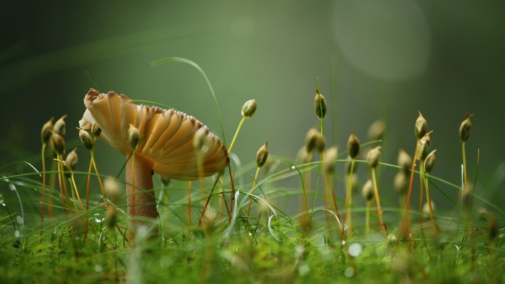грибы макро капли трава мох