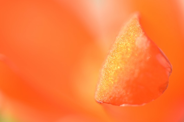 лепесток макро размытость оранжевый