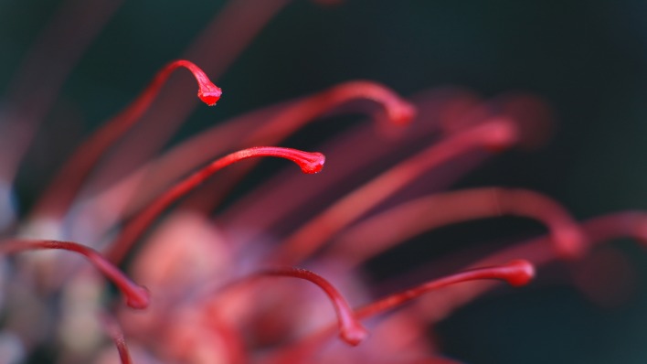 цветок бордовый ликорис