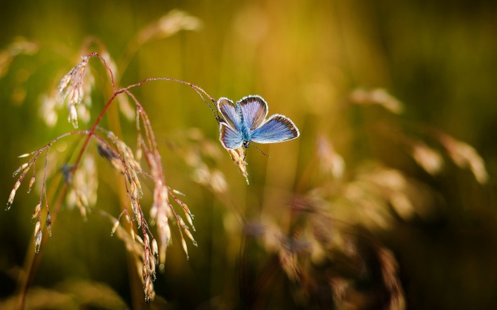 бабочка трава макро мотылек