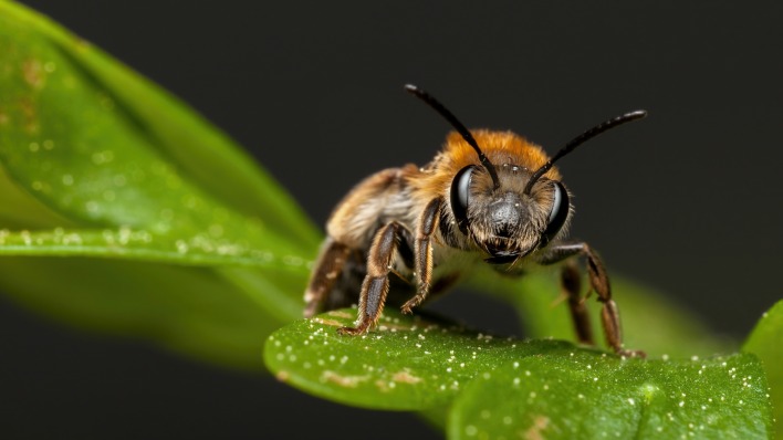 пчела макро листок насекомое