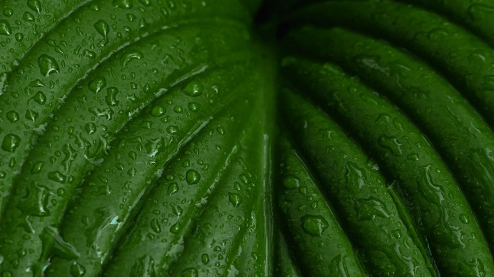 листок зеленый капли макро