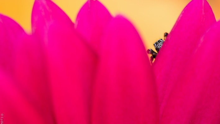 цветок макро лепестки розовый паук