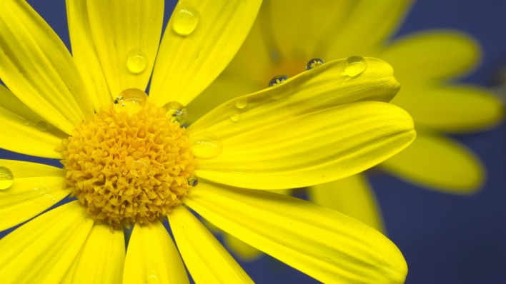 ромашка желтая капли макро лепестки цветок