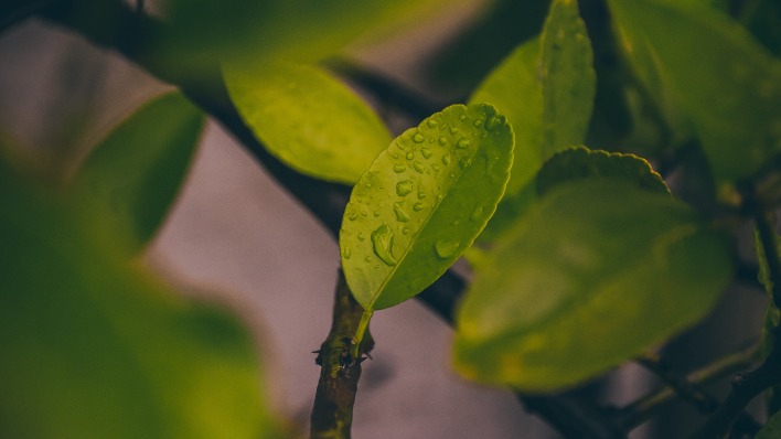 лист ветка капли макро зеленый