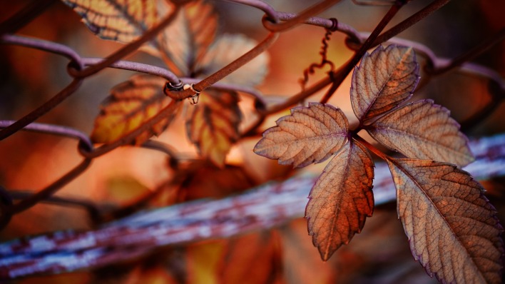 листья ветка забор осенние