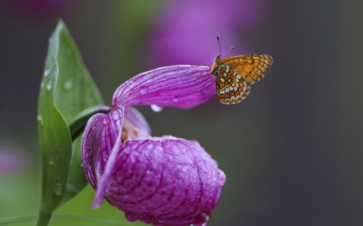 цветок макро бабочка опыление