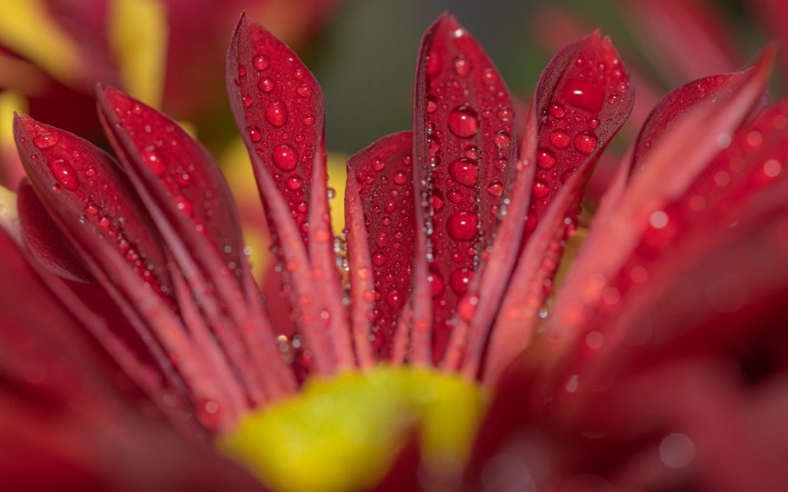 цветок бордовый лепестки макро капли