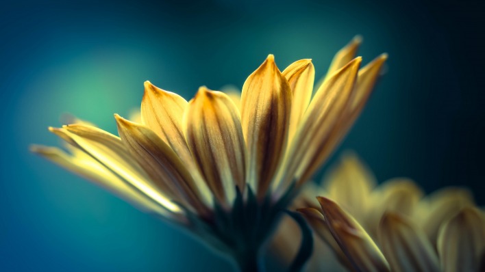 цветок желтый лепестки синий фон