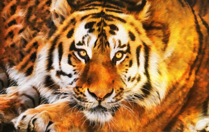 тигр морда взгляд