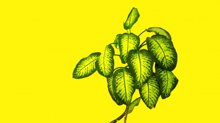 листья растение желтый фон минимализм