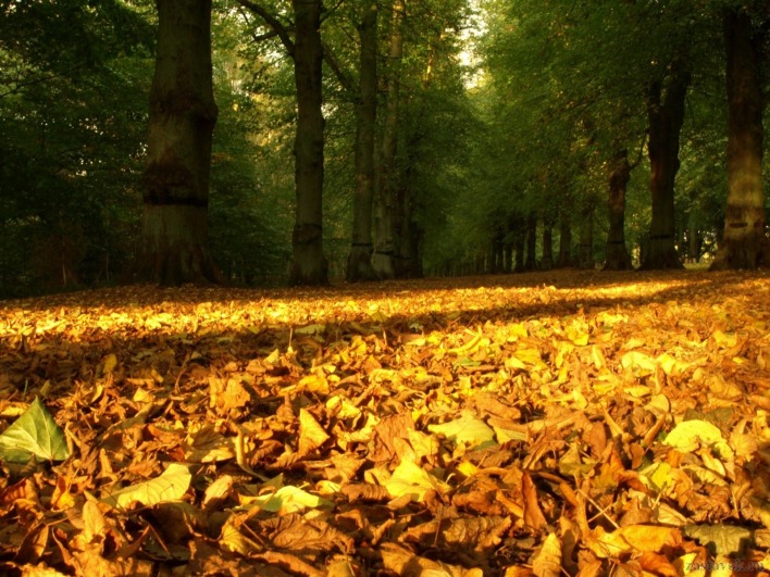 Дорога из осенних листьев