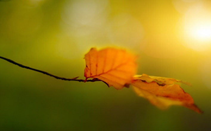 Листья осени макро