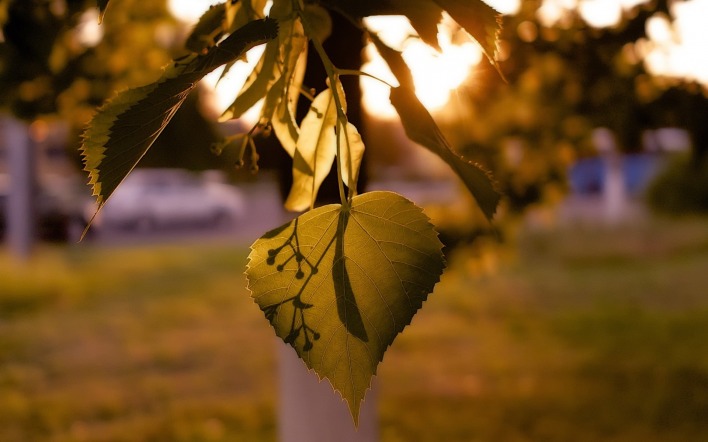 осень лист ветка природа