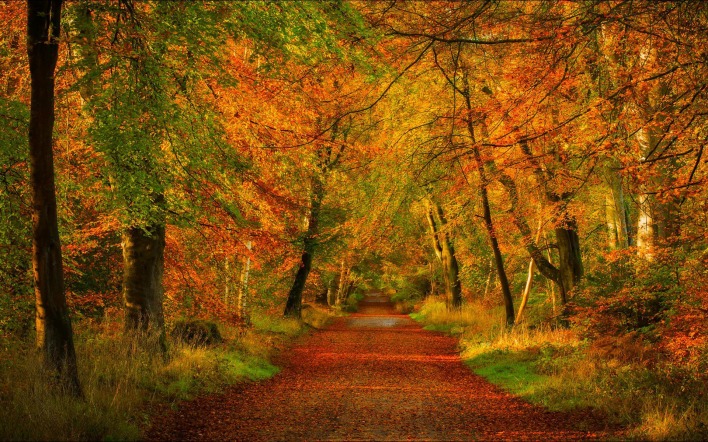 Осень лес тропа дорога