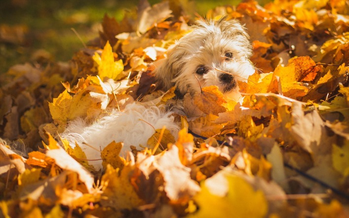 собака осень листья