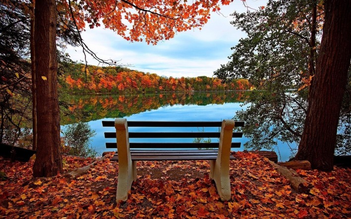 скамейка осень озеро лес