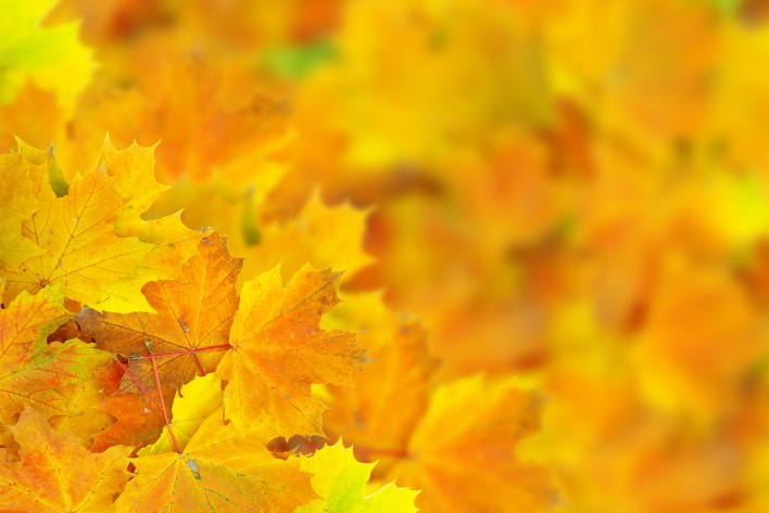 кленовый листья осень макро