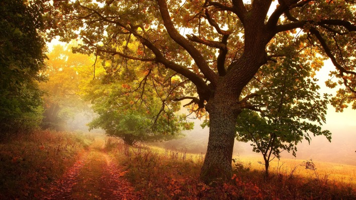 осень дерево туман тропинка