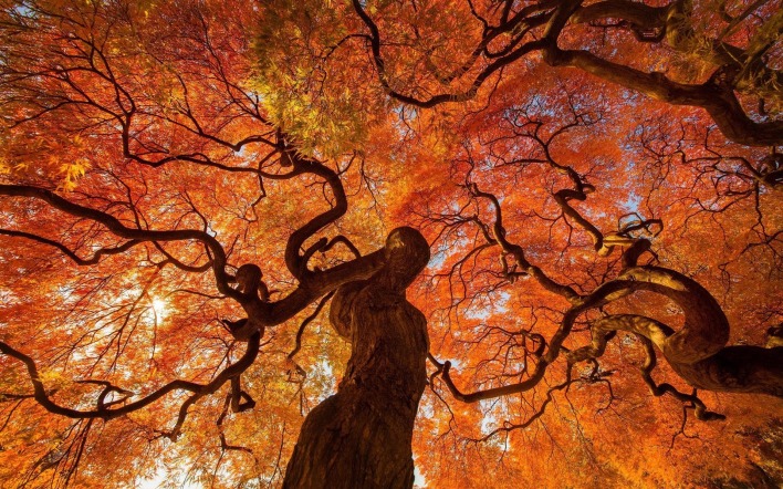 дерево осень крона