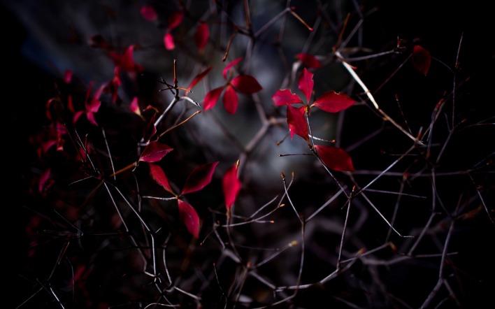 листья ветки темнота