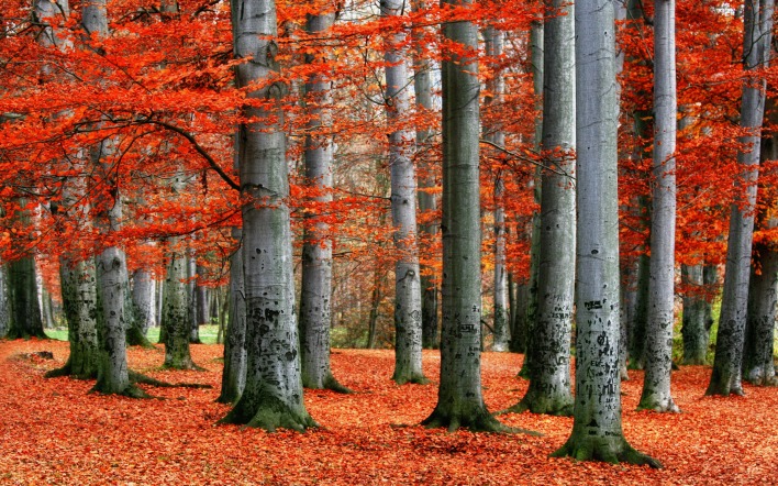 осень лес