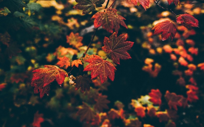 осень листья красные ветви
