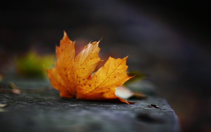 кленовый лист осень пасмурность