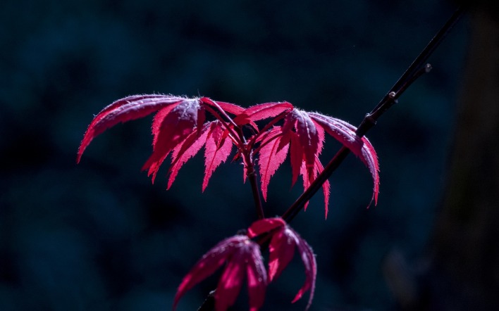 листья темнота красные ветка