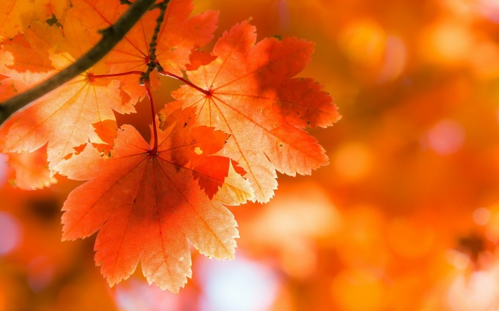 листья осень размытость
