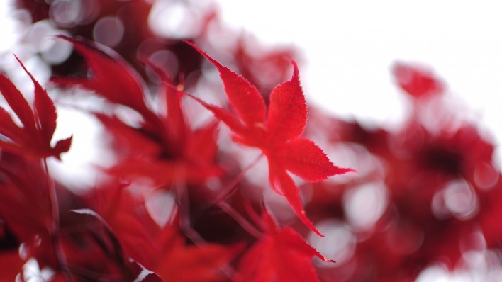 лист осень красный размытость