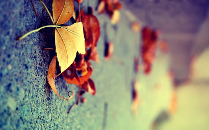 асфальт листья осень