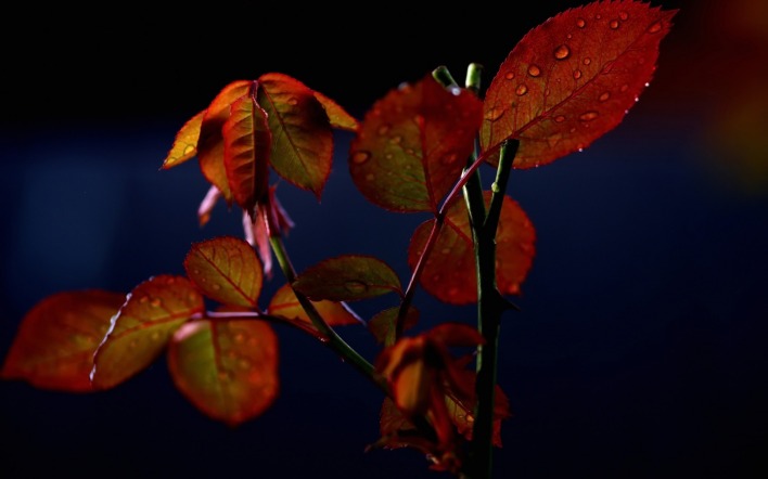 листья осень капли