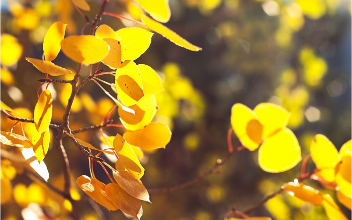 ветка осень листья желтые
