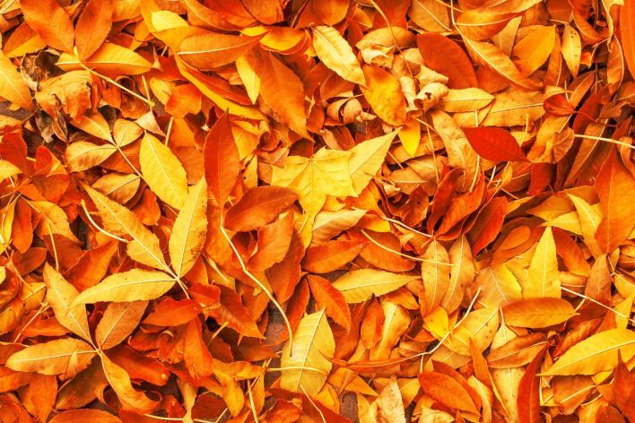 листья осень осенние листья желтый